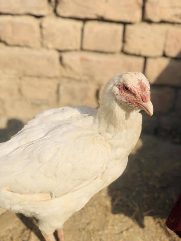 Best aseel white hen for sale 1