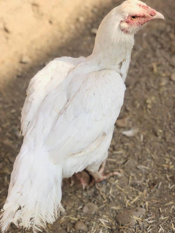 Best aseel white hen for sale 2