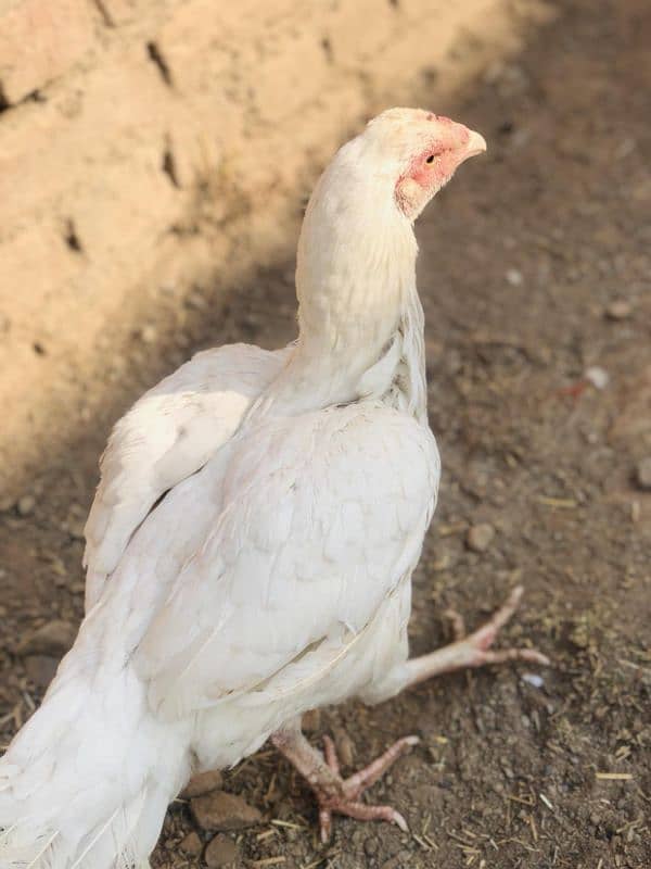 Best aseel white hen for sale 3