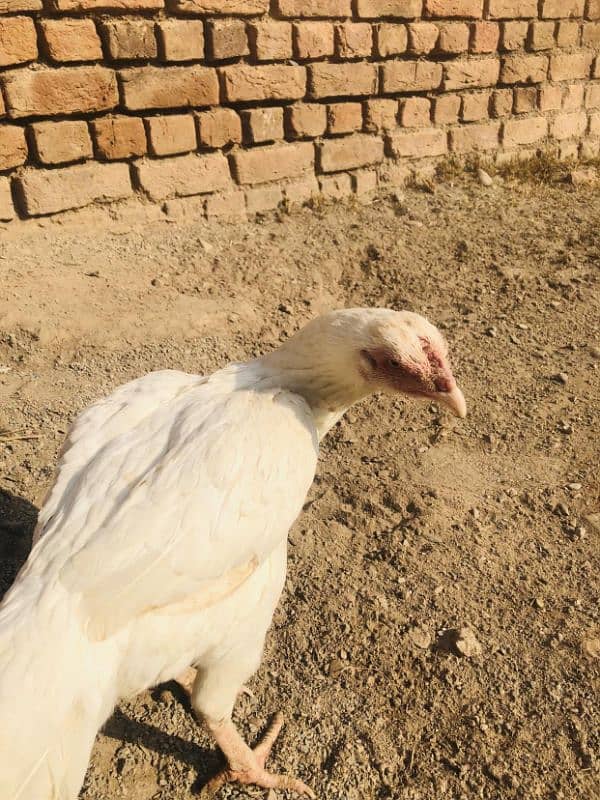 Best aseel white hen for sale 4