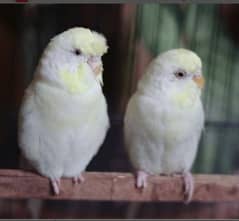 Budgie