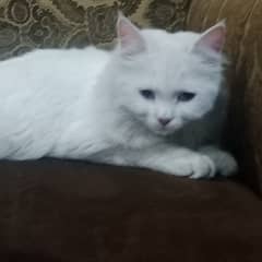 Name snowy