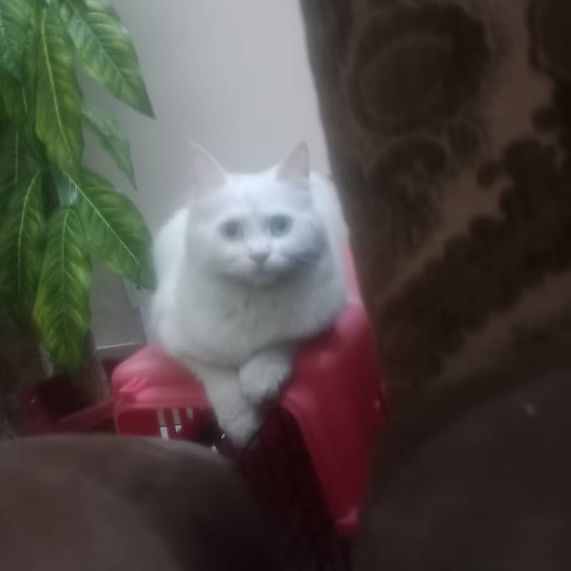 Name snowy 2