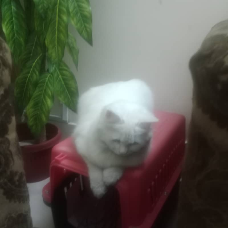 Name snowy 4