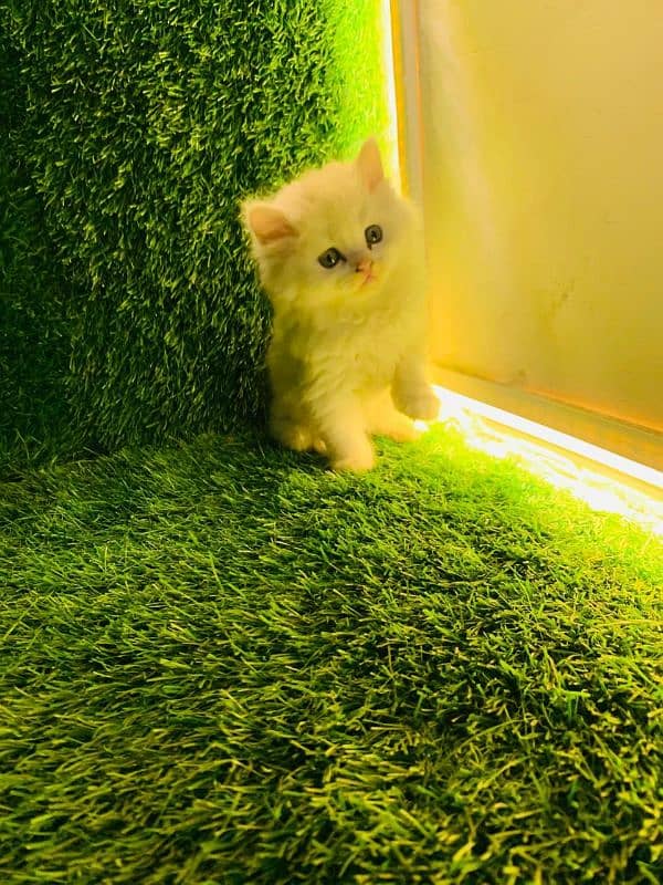 Pure Persian Baby Balu kitten 0