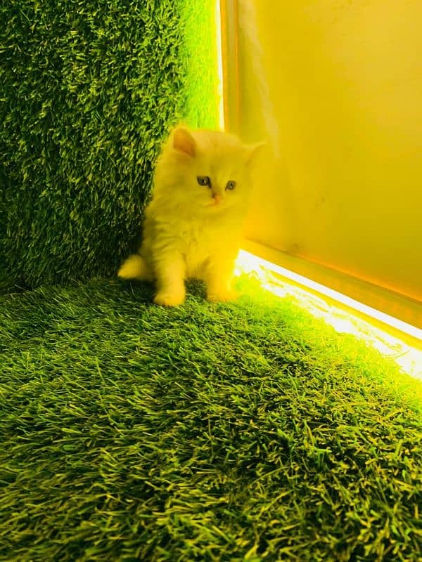 Pure Persian Baby Balu kitten 1