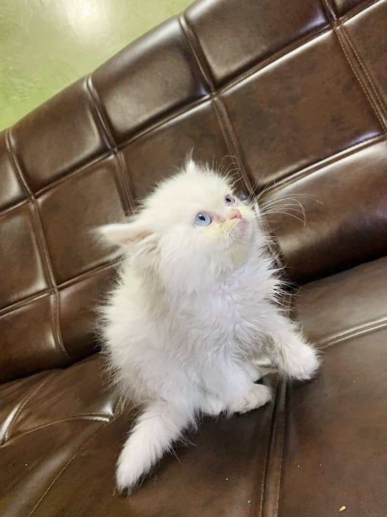 Persian Kitten Male blue eyes 0