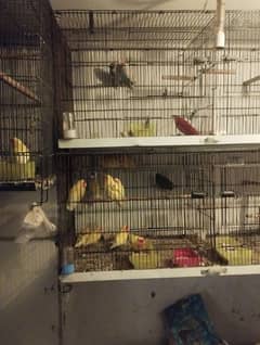 lateno birds for sale