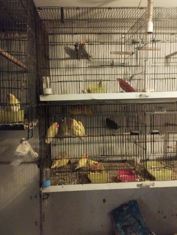 lateno birds for sale 0