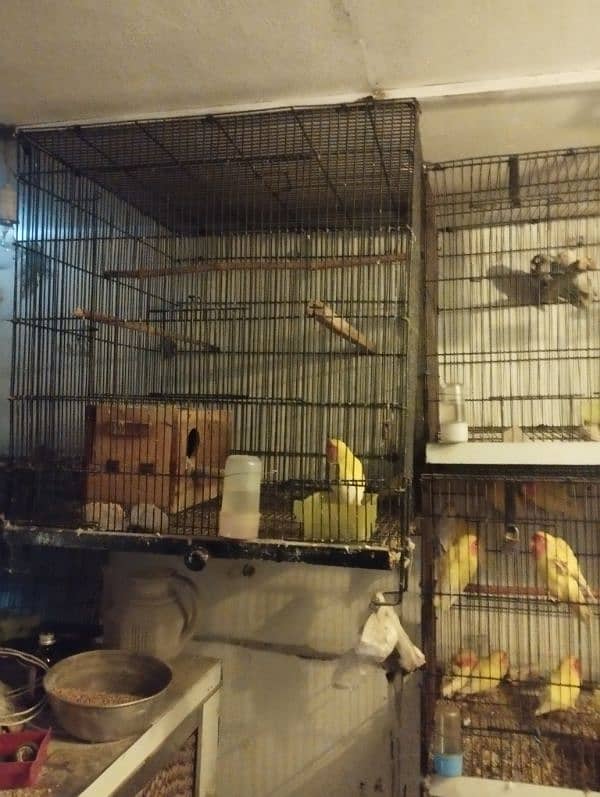 lateno birds for sale 1