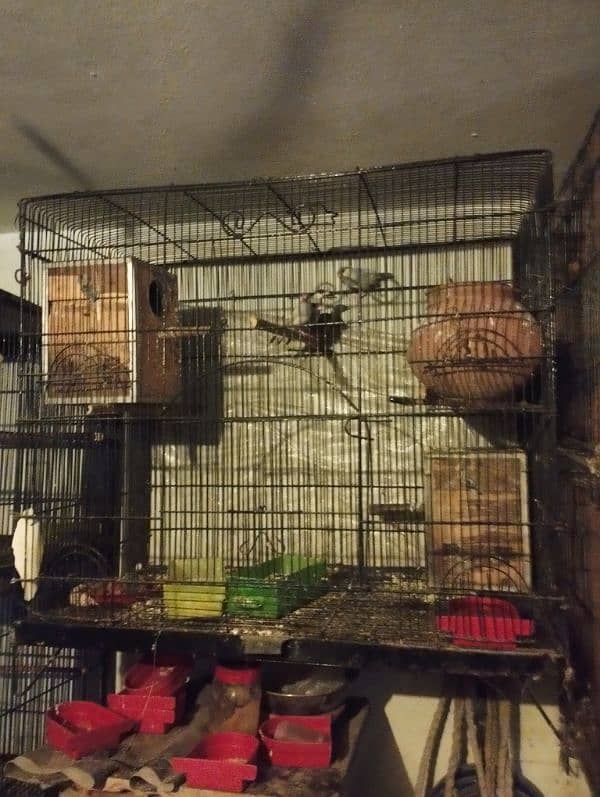 lateno birds for sale 2