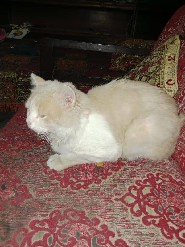 pure Persian cat age 2 years double coated 3