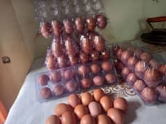 dasi eggs