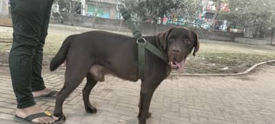 labrador