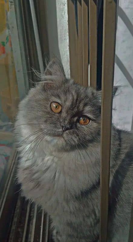 Grey colour female Cat For Sale 0