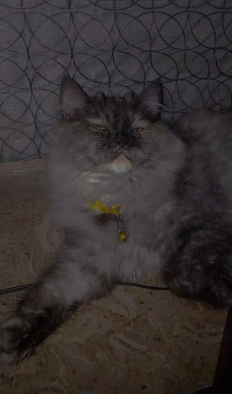 Grey colour female Cat For Sale 1