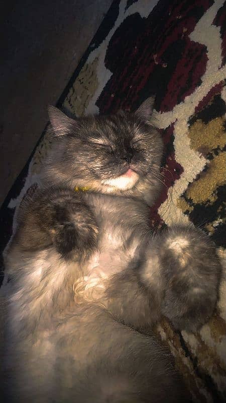 Grey colour female Cat For Sale 2