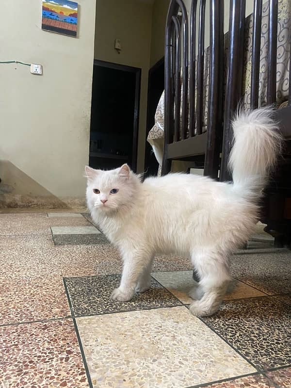 urgent sale of Persian cats 0