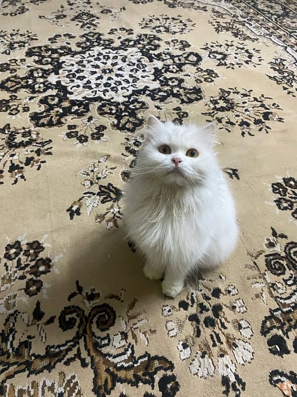 urgent sale of Persian cats 2