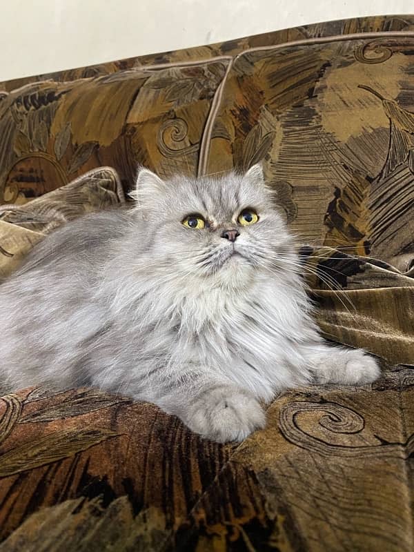 urgent sale of Persian cats 3