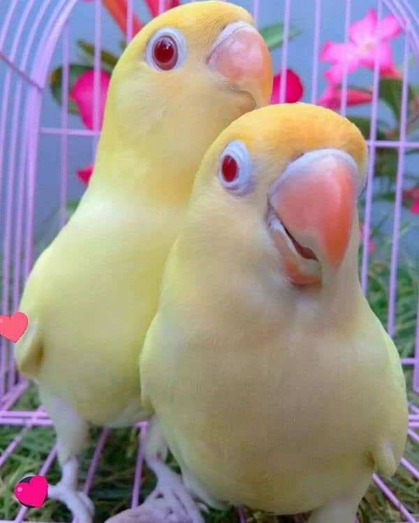 mix love birds breeders 1