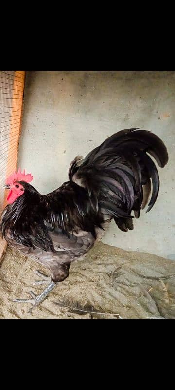 Australorp Heritage Blue colour 0