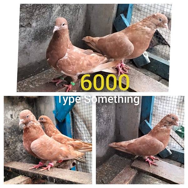 pigeons breeder pair 2