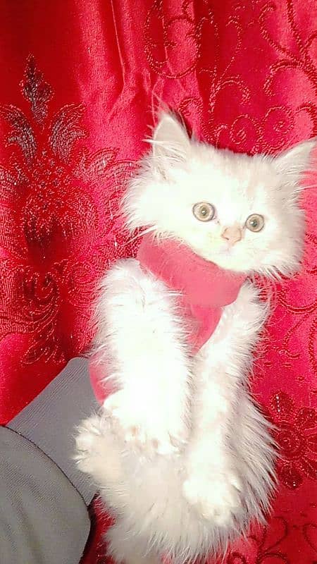 kittens of white Persian cat 0