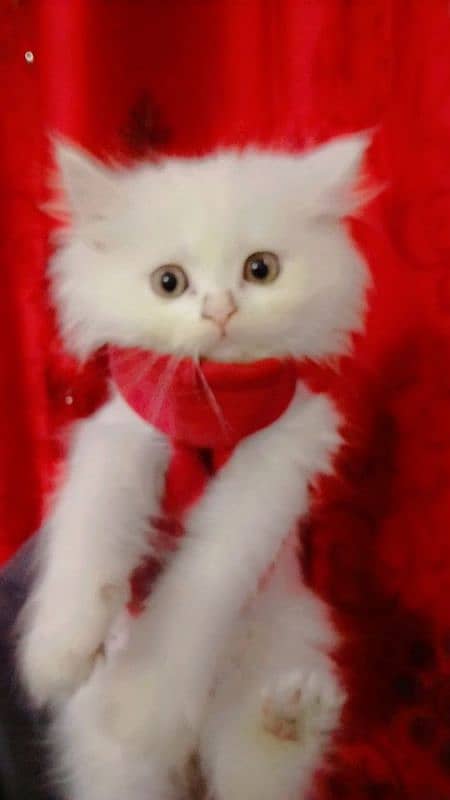 kittens of white Persian cat 1