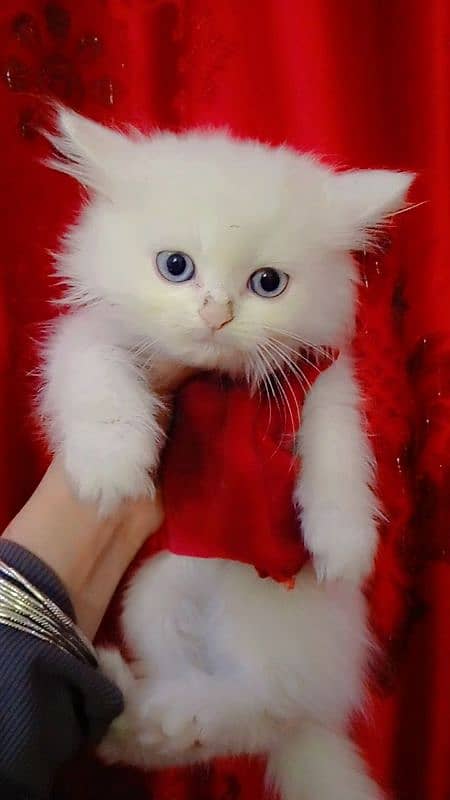 kittens of white Persian cat 2