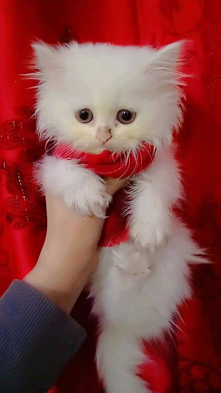 kittens of white Persian cat 3