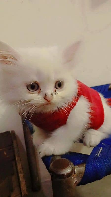 kittens of white Persian cat 4