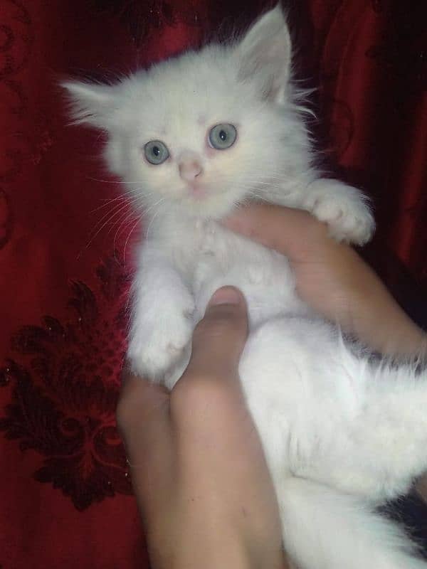 kittens of white Persian cat 5