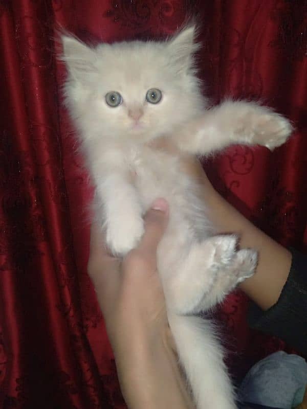 kittens of white Persian cat 6