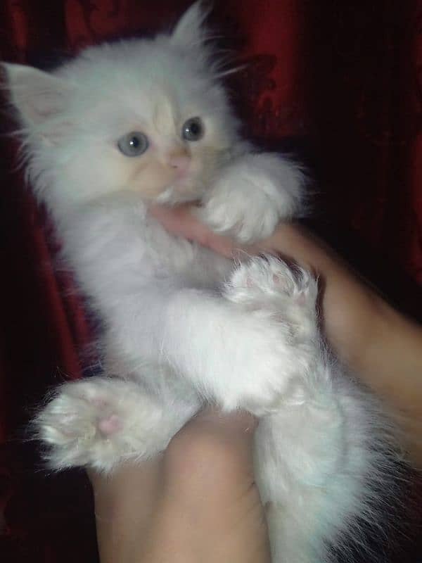 kittens of white Persian cat 7