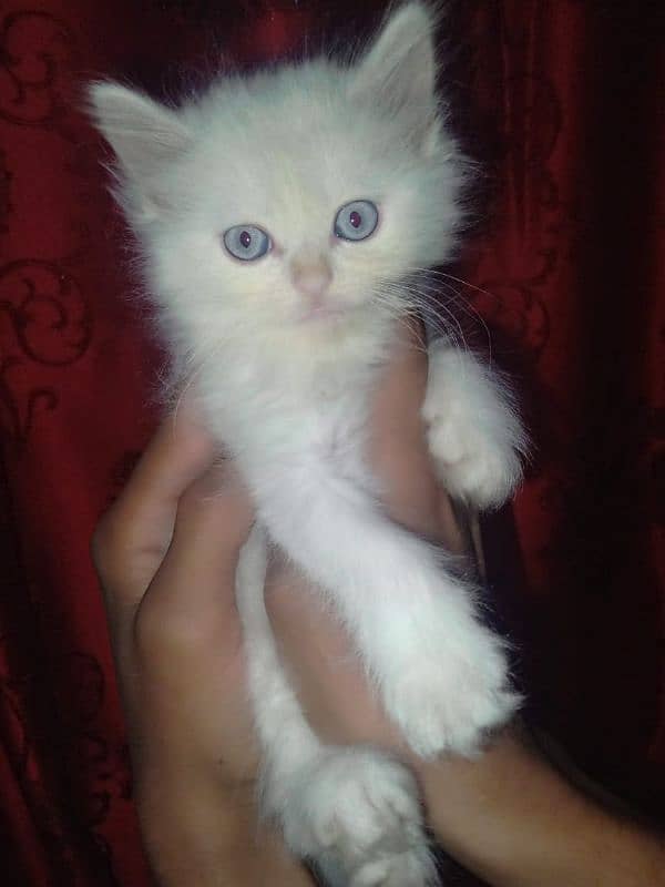 kittens of white Persian cat 8