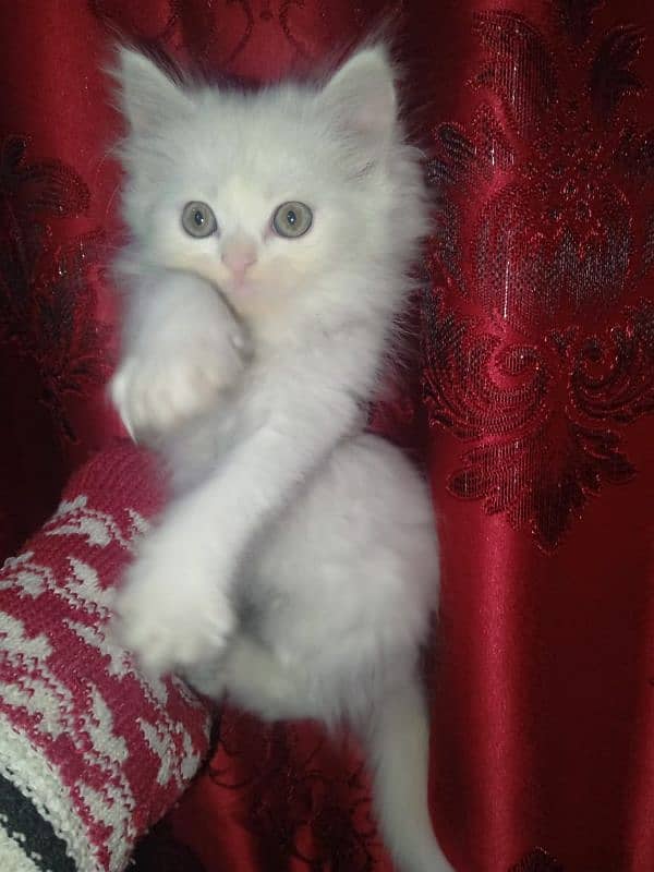 kittens of white Persian cat 9