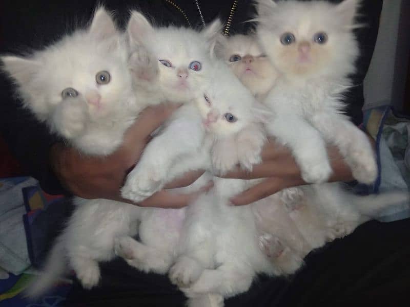 kittens of white Persian cat 10