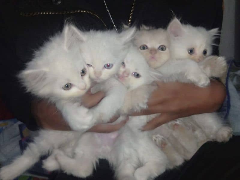 kittens of white Persian cat 11