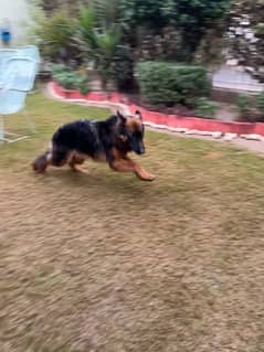 German Shepherd Pedigree Puppy