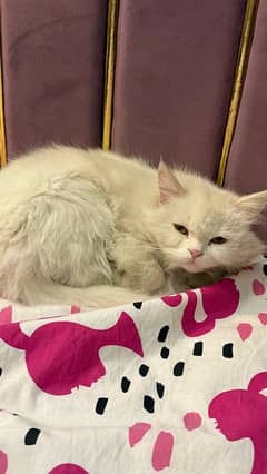 white female Persian