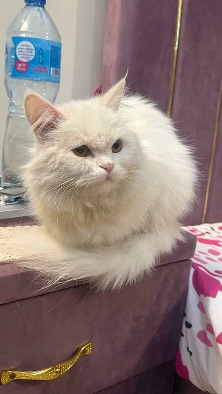 white female Persian 1