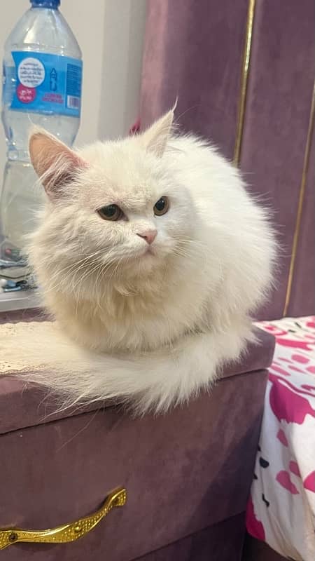 white female Persian 2