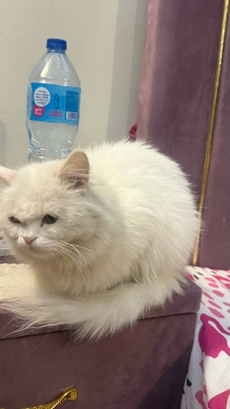 white female Persian 3