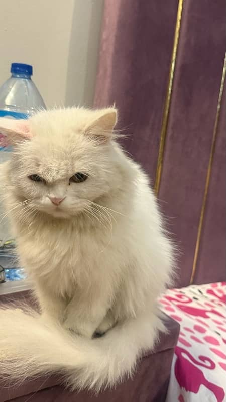 white female Persian 4