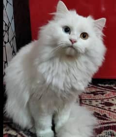 Persian cat