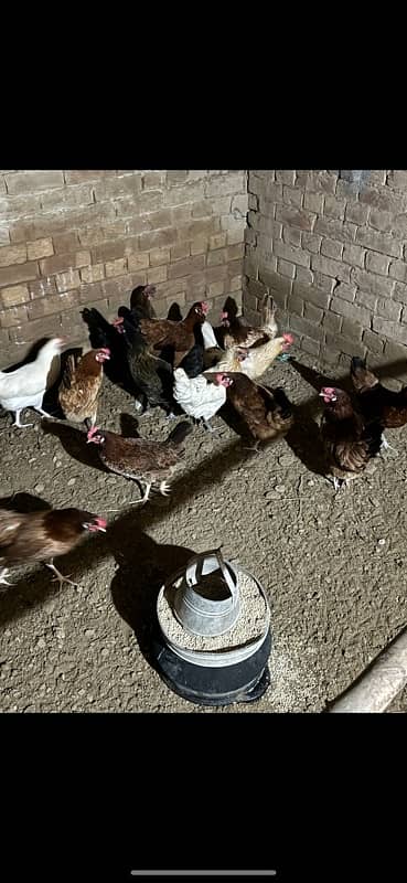 Desi hens healthy and active egg laying 1