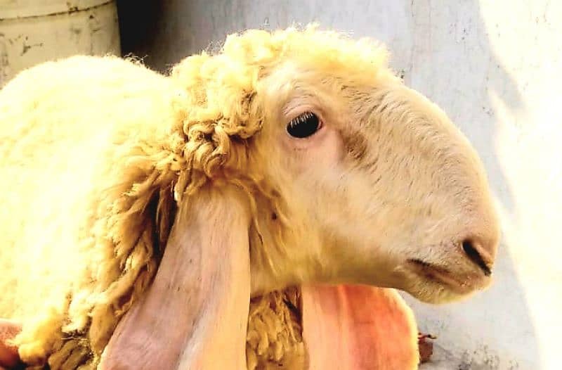 kajla chatra/sheep/goat/bakra/dumba 6