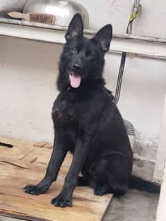 black German shepherd male