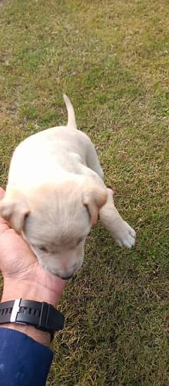 Labrador Dogs for sale